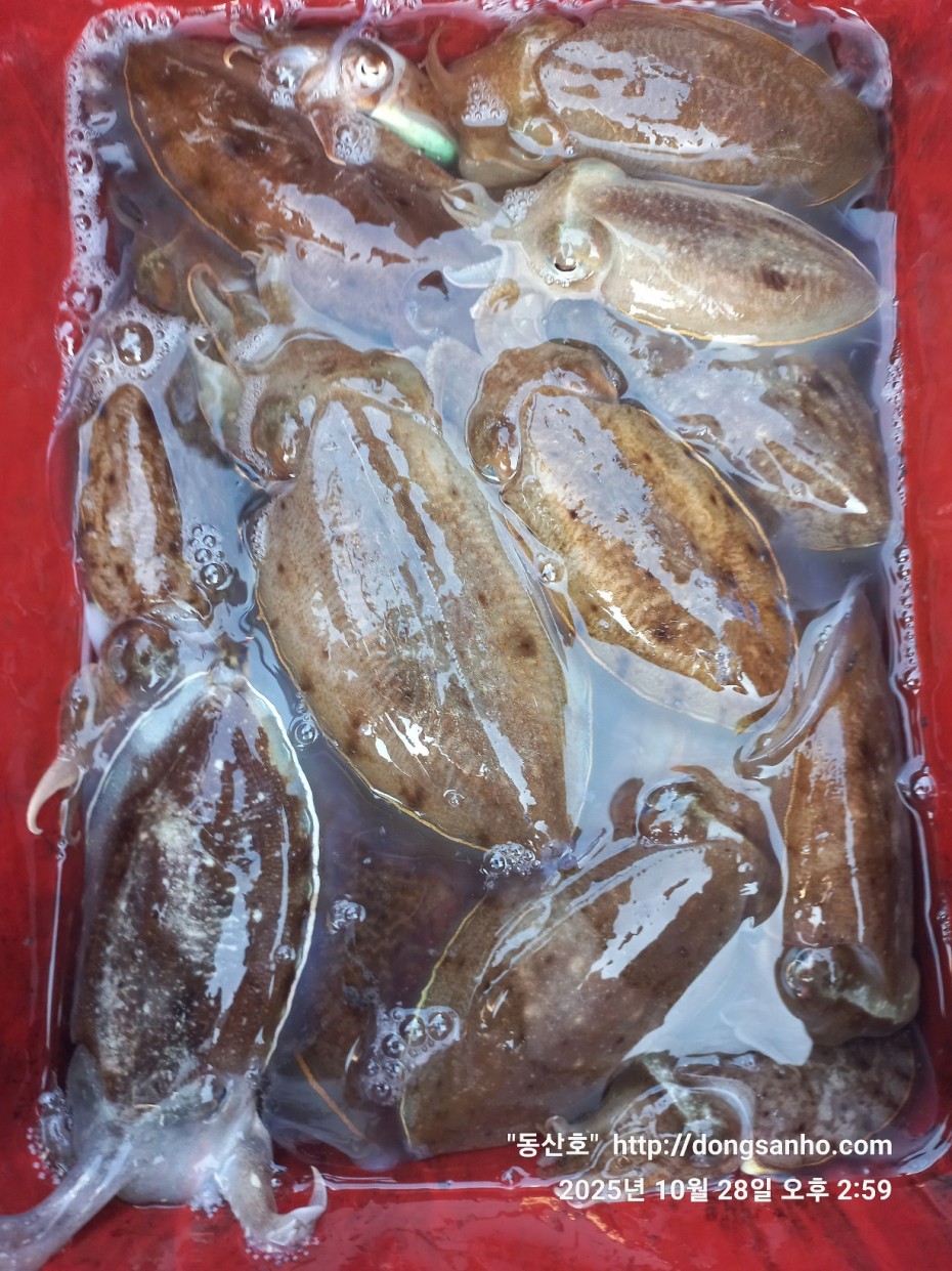 cf880e5a01ebf1a48708f4560d101d4c_1761661