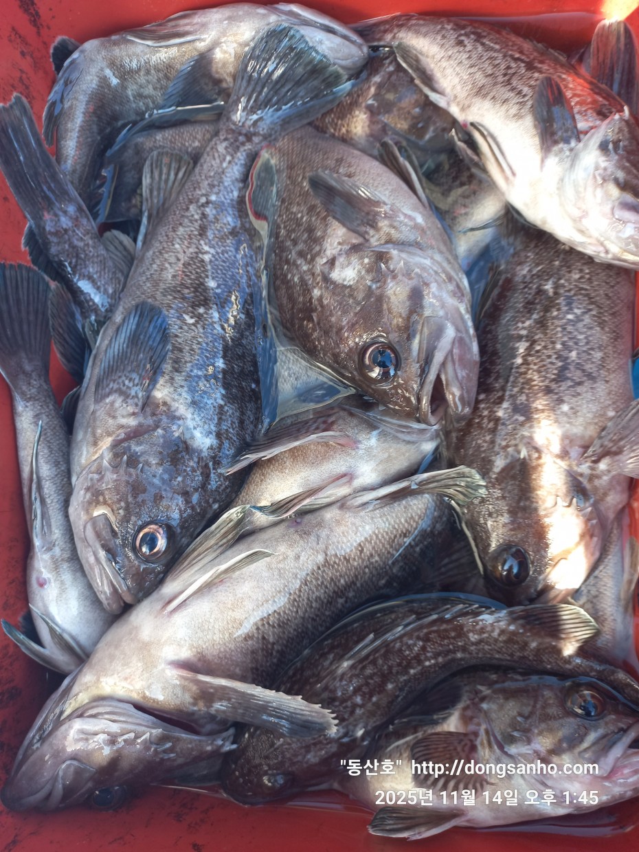 1d83b5011e8aa557f1940dab04e57778_1763142