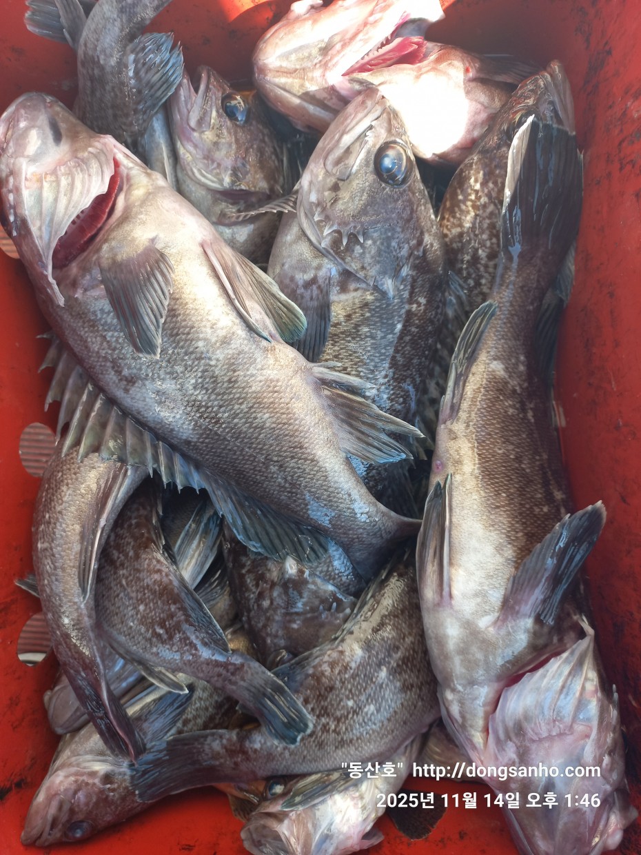 1d83b5011e8aa557f1940dab04e57778_1763142