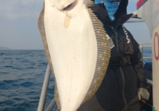 11/22 광어다운…