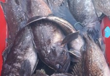 11/28 우럭낚시…