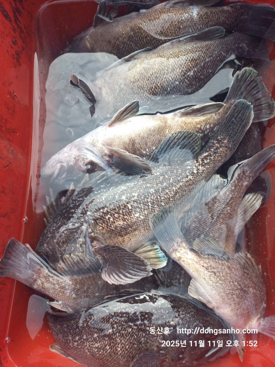 3d98df889f2608bdc680eff2bafe41ce_1762871