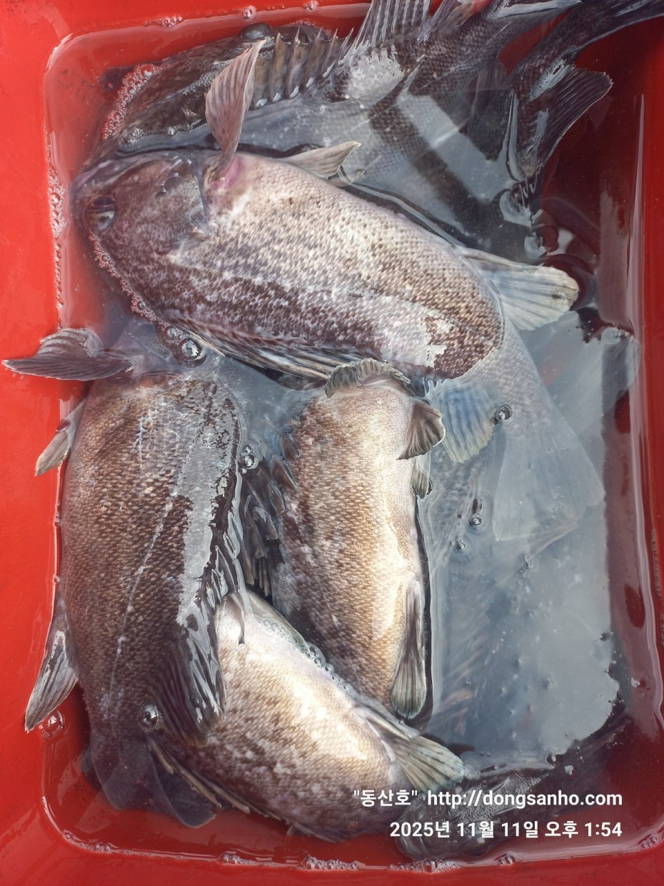 3d98df889f2608bdc680eff2bafe41ce_1762871