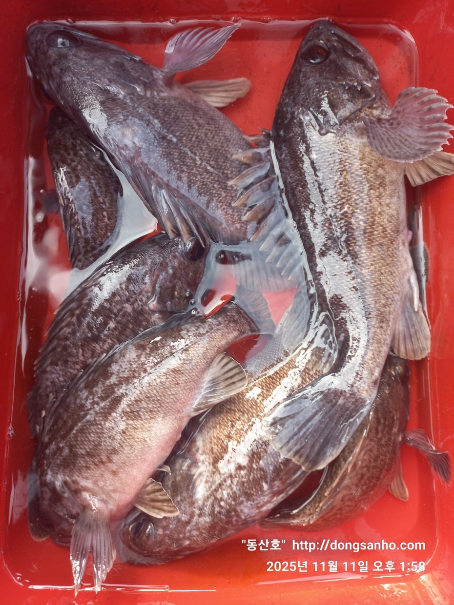 3d98df889f2608bdc680eff2bafe41ce_1762871