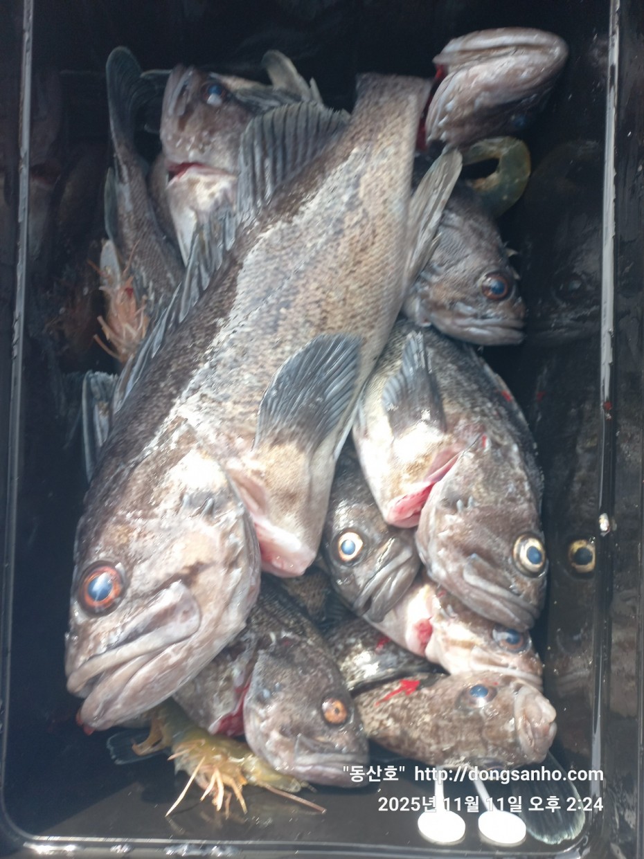 3d98df889f2608bdc680eff2bafe41ce_1762871