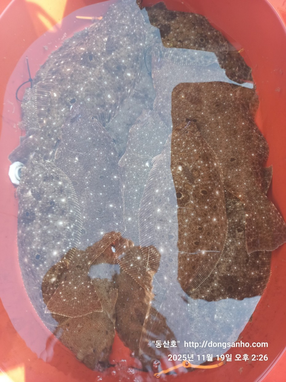 e0d53644ff09b9d93490c76a77c8ac9d_1763568