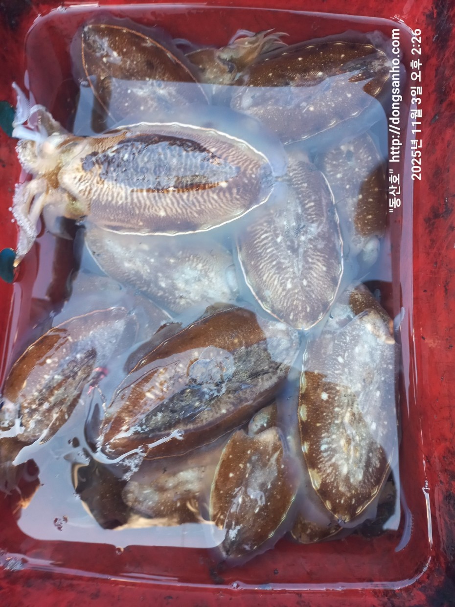 ec09508a30d20fd56dfd984673baca23_1762184